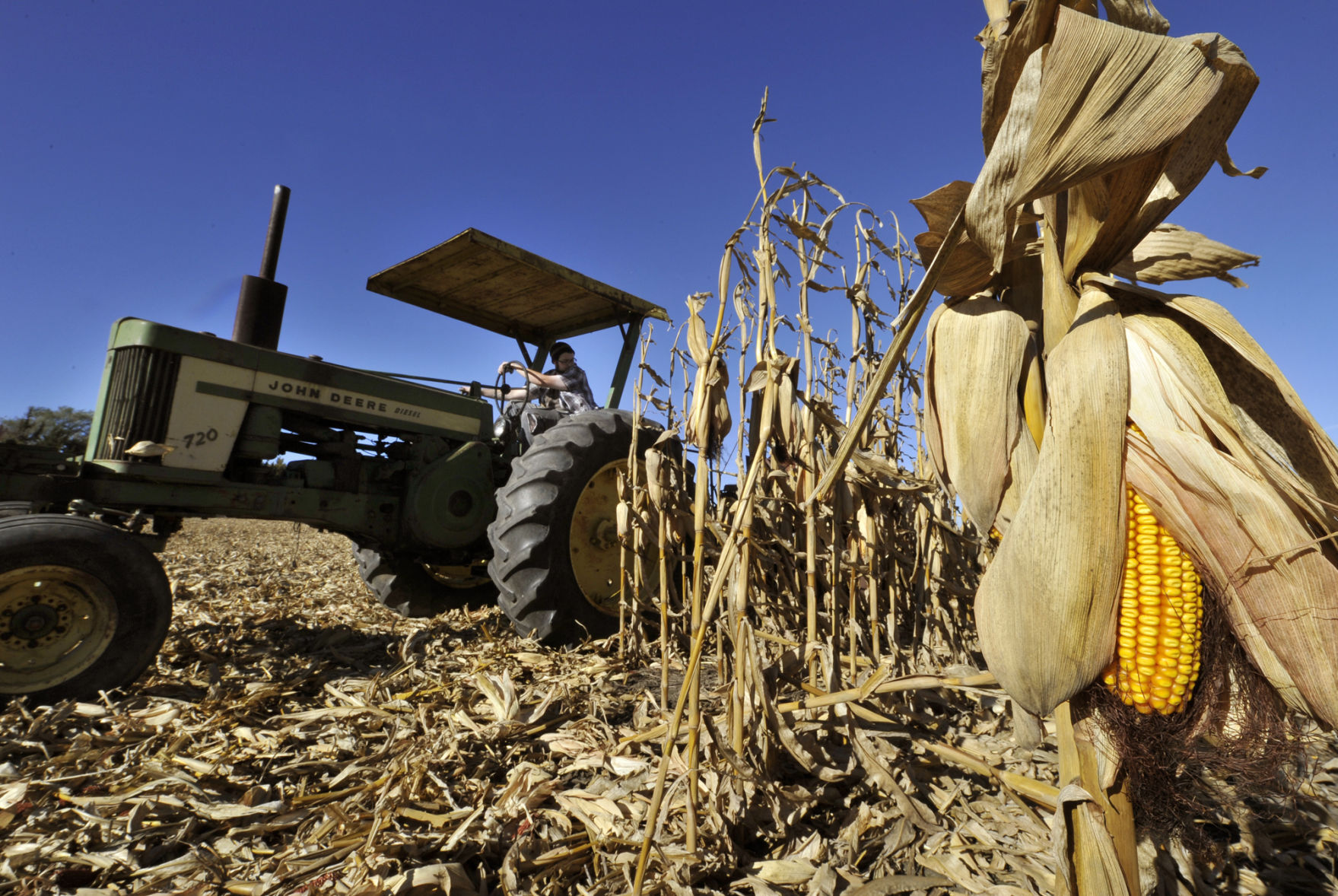 Harvest time